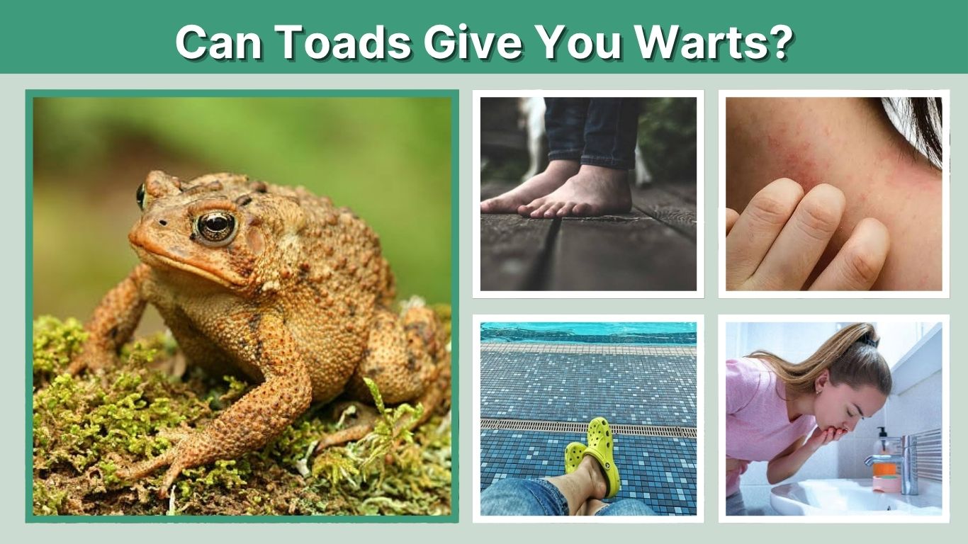 Can Toads Give You Warts? The Truth Behind the Myth