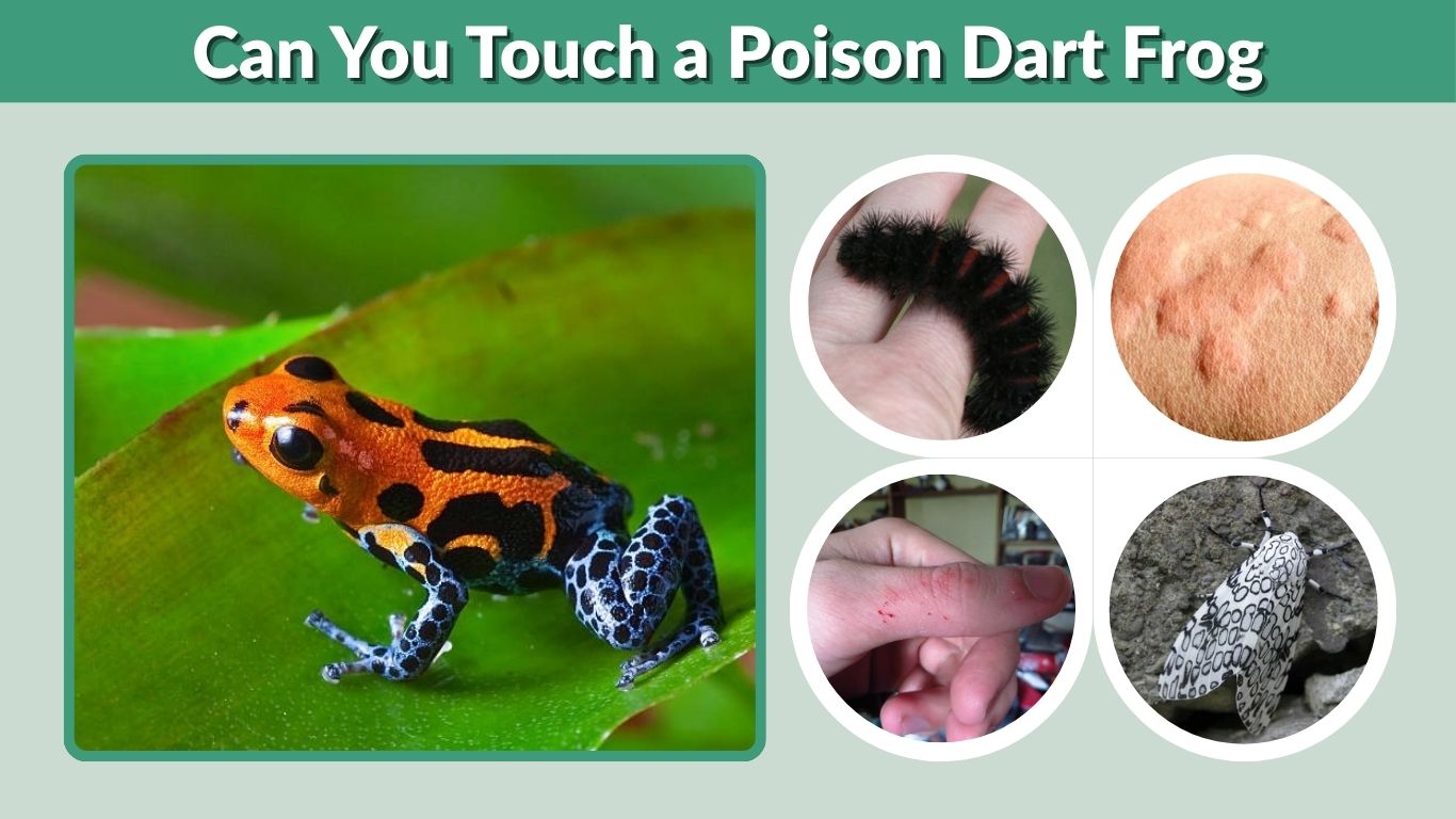 Can You Touch a Poison Dart Frog? Risks and Facts