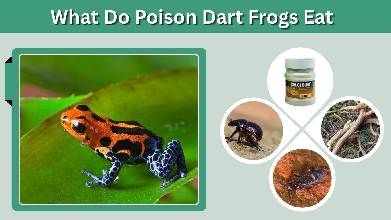 What Do Poison Dart Frogs Eat? Wild and Pet Diet Guide
