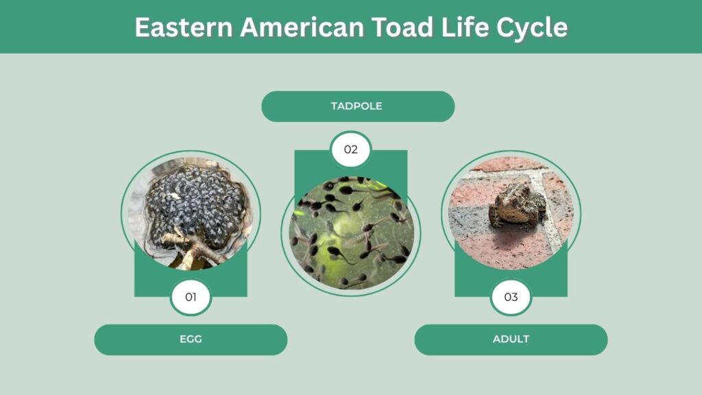 Eastern American Toad Life Cycle
