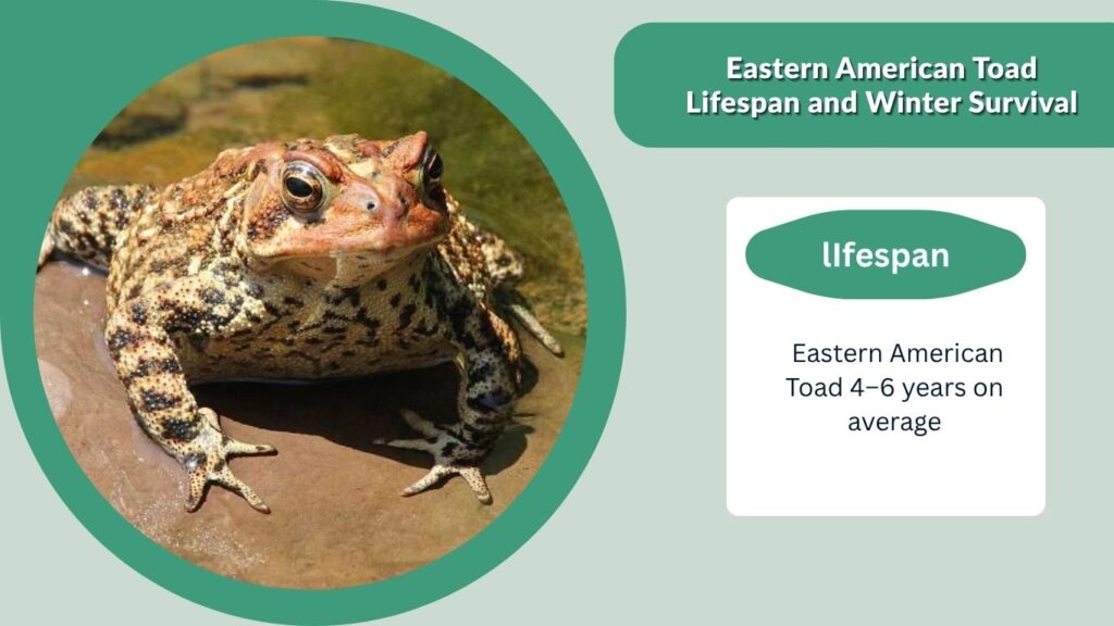 Eastern American Toad Lifespan and Winter Survival
