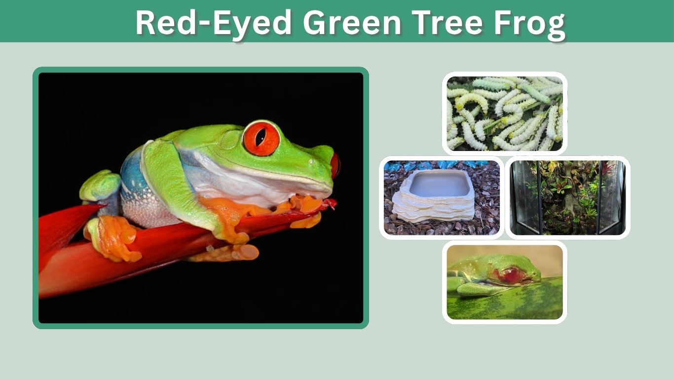 Red-Eyed Green Tree Frog Care Guide for Beginners