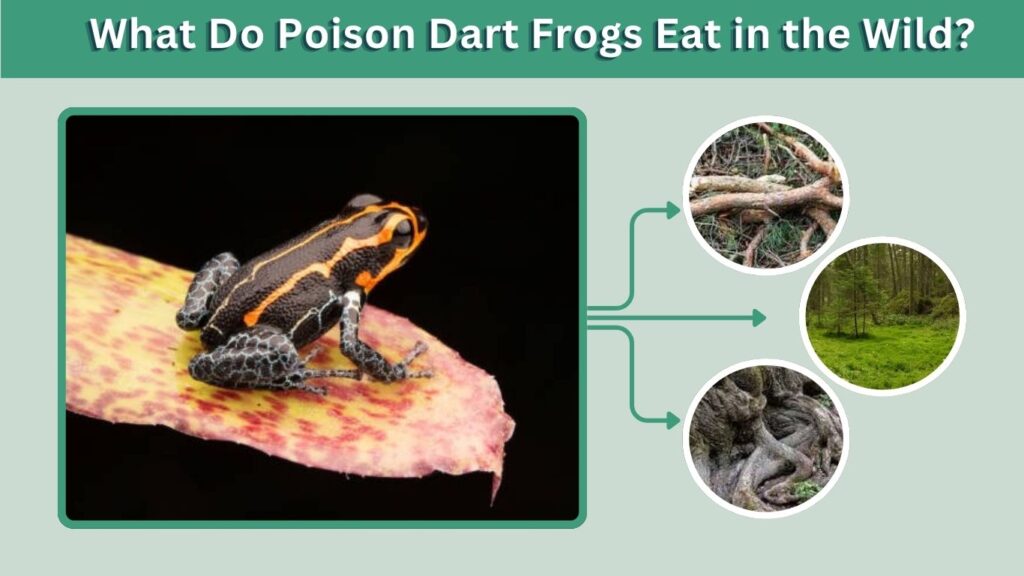 What Do Poison Dart Frogs Eat in the Wild?