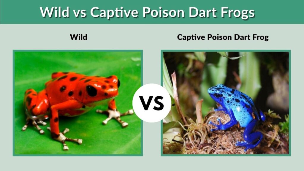 Wild vs Captive Poison Dart Frogs