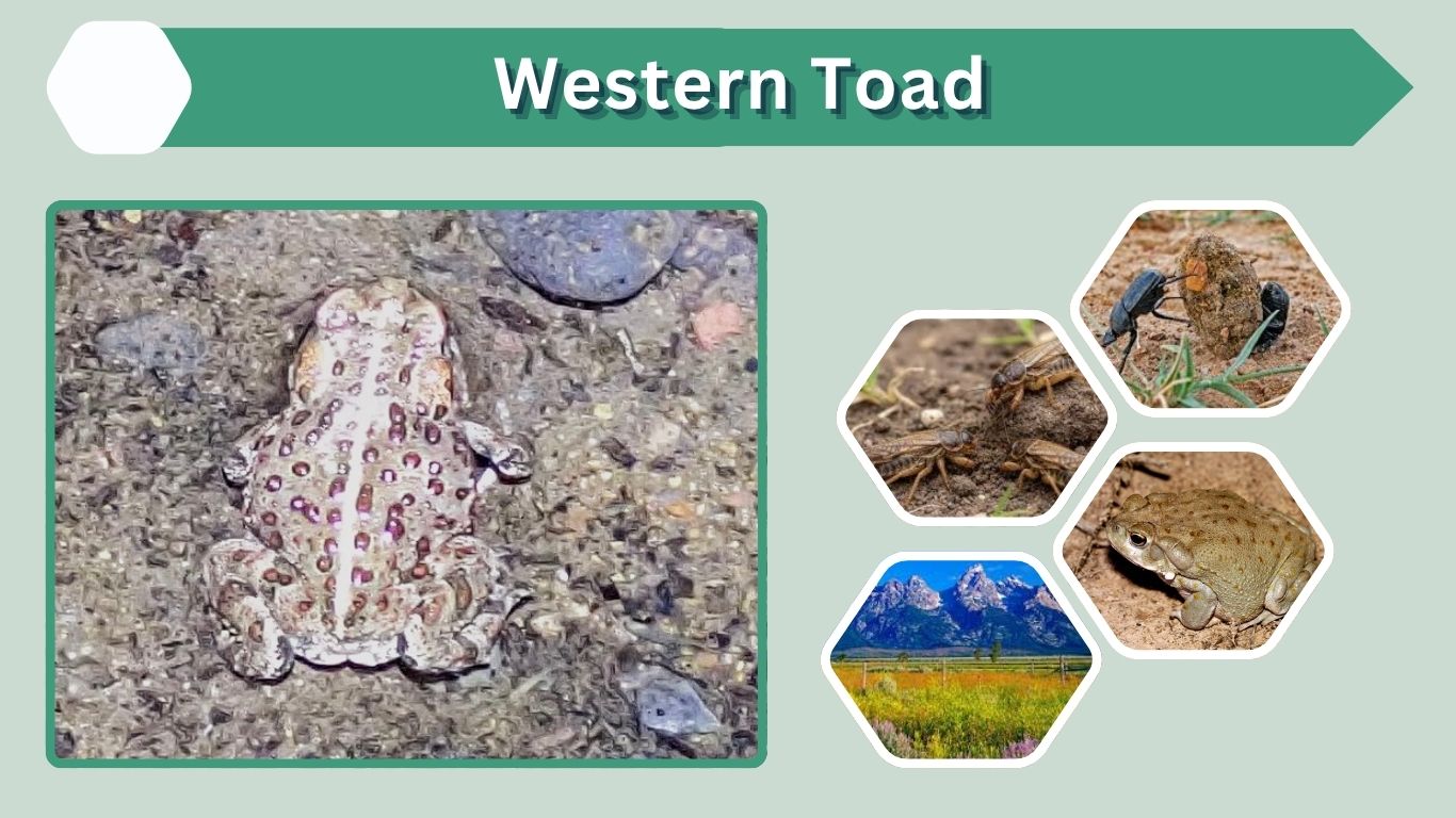 Western Toad: Habitat, Diet, Facts & Identification Guide