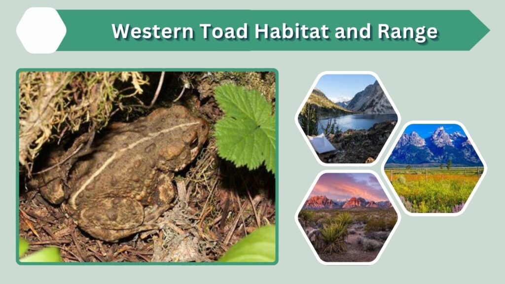 Western Toad Habitat and Range