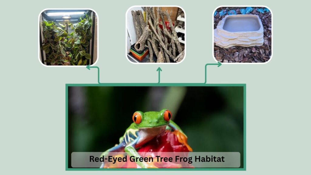 Red-Eyed Green Tree Frog Habitat