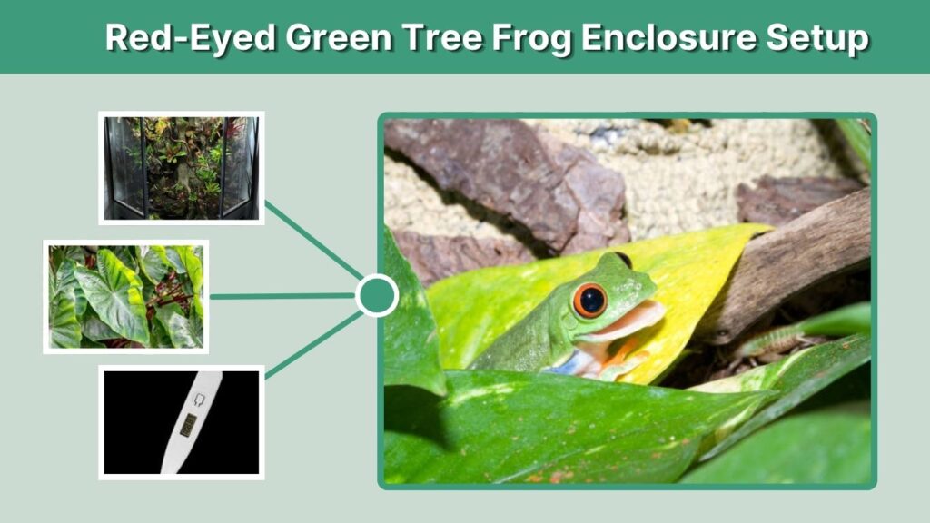 Red-Eyed Green Tree Frog Enclosure Setup