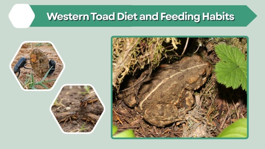 Western Toad Diet and Feeding Habits