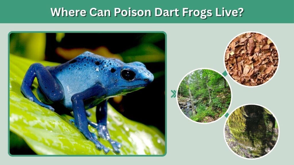 Where Can Poison Dart Frogs Live?