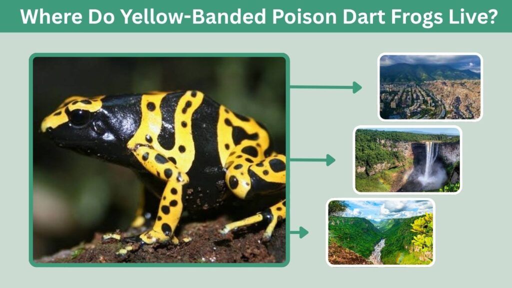 Where Do Yellow-Banded Poison Dart Frogs Live?