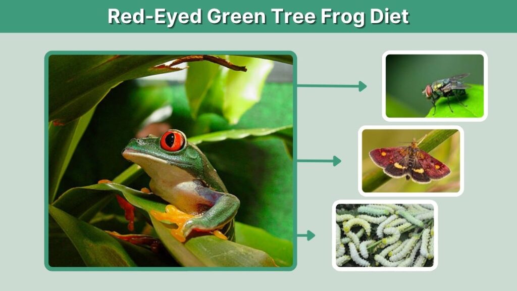 Red-Eyed Green Tree Frog Diet