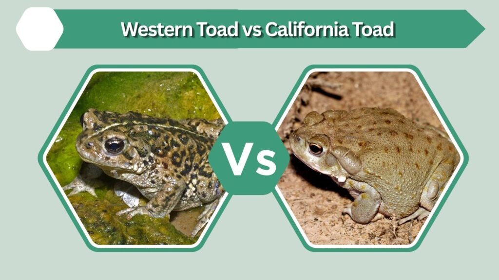Western Toad vs California Toad