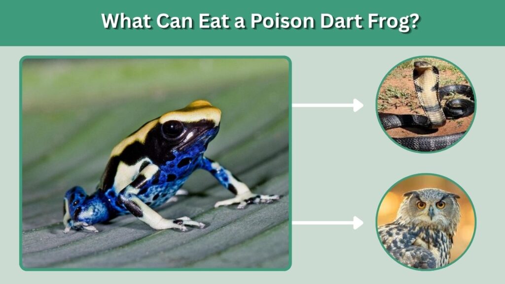 What Can Eat a Poison Dart Frog?