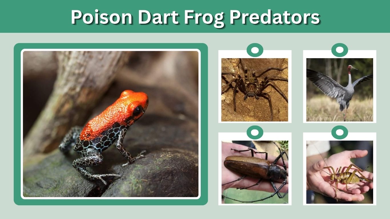 Poison Dart Frog Predators: What Eats These Toxic Frogs?