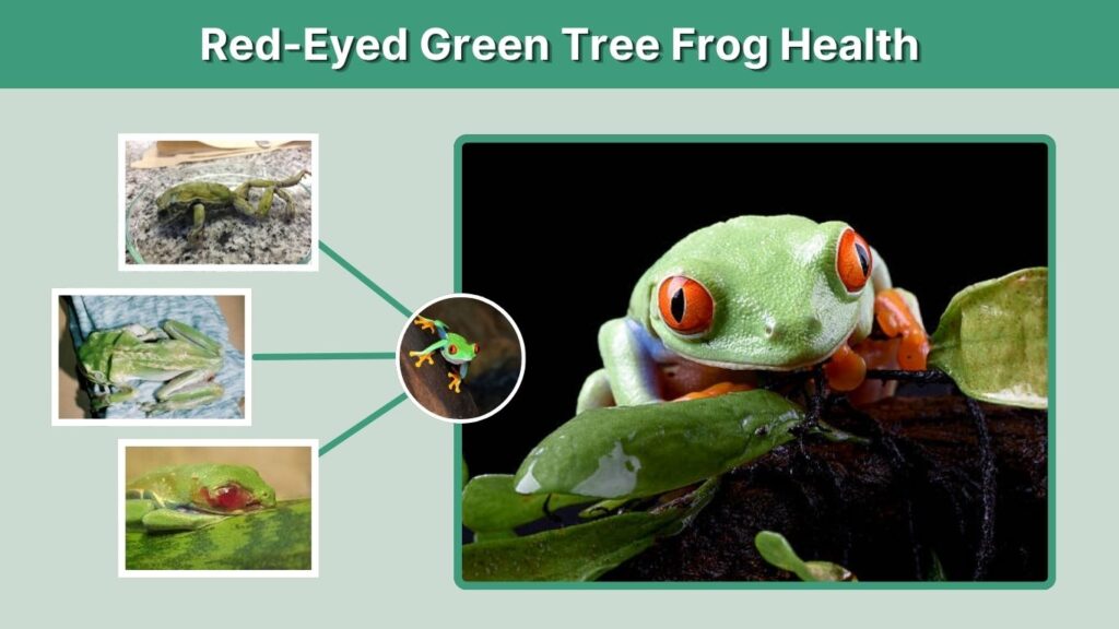Red-Eyed Green Tree Frog Health