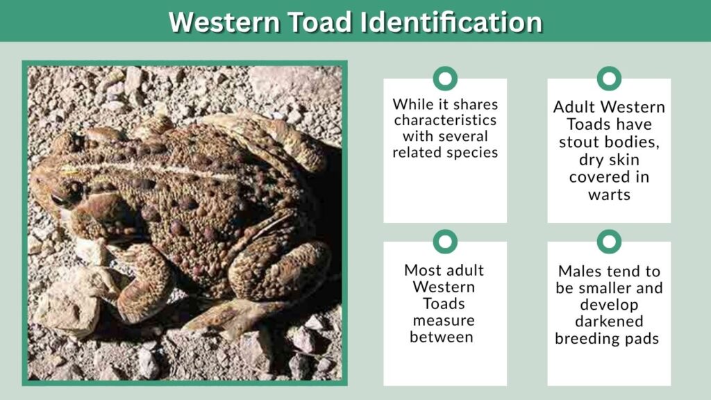 Western Toad Identification
