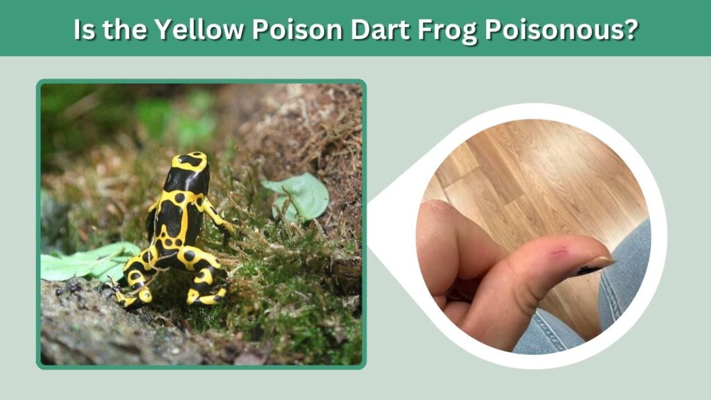 Is the Yellow Poison Dart Frog Poisonous?