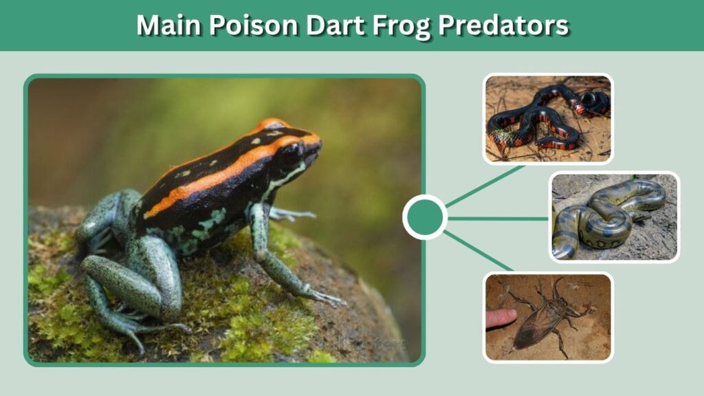 Main Poison Dart Frog Predators
