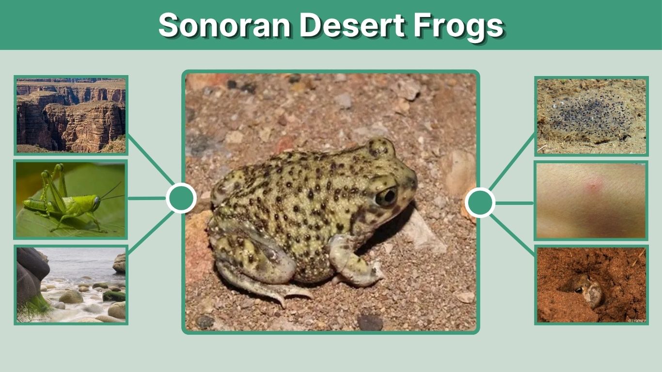Sonoran Desert Frogs: Species, Survival, and Facts