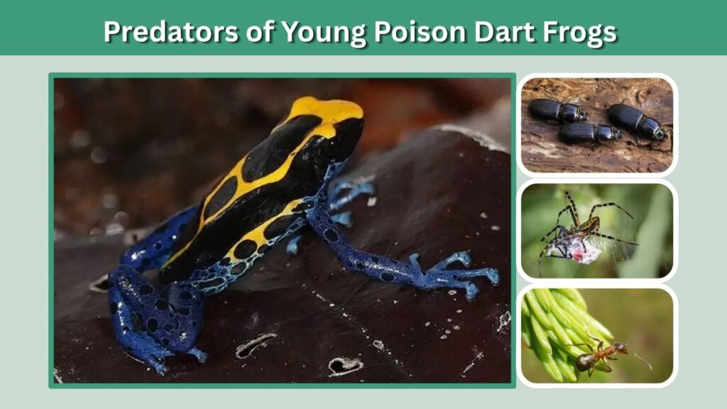 Predators of Young Poison Dart Frogs