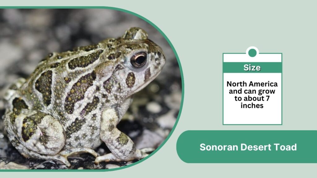 Sonoran Desert Toad