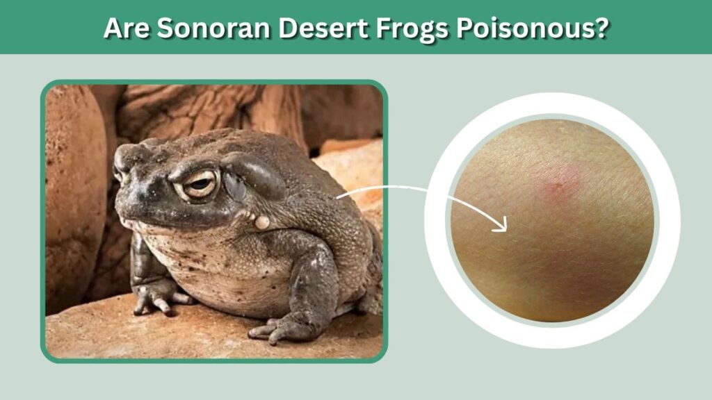 Are Sonoran Desert Frogs Poisonous?