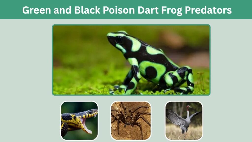 Poison Dart Frog Predators