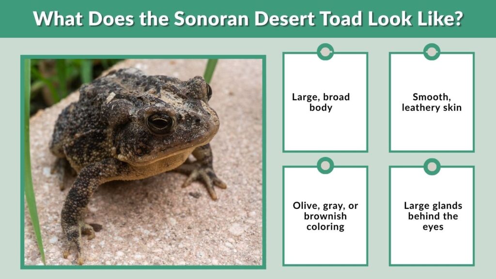 What Does the Sonoran Desert Toad Look Like?