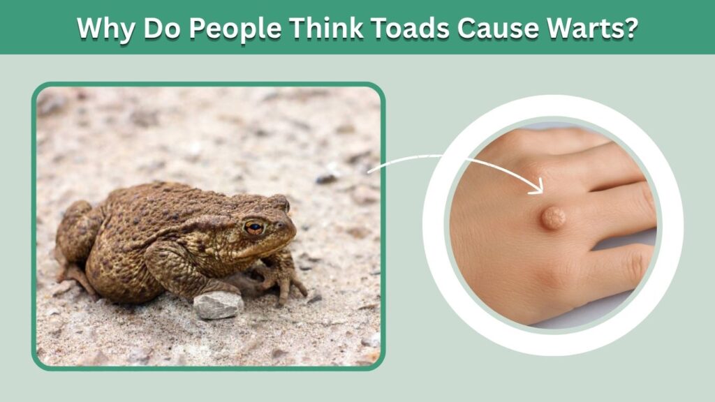 Why Do People Think Toads Cause Warts?