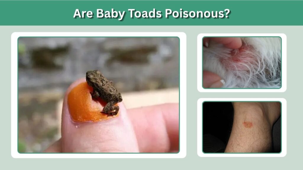 Are Baby Toads Poisonous?