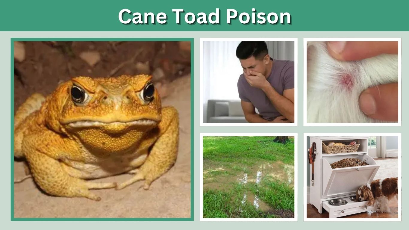 Cane Toad Poison: Symptoms, Effects, Dogs, Humans & Safety