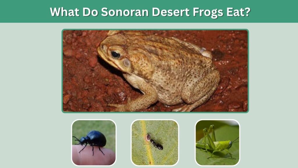 What Do Sonoran Desert Frogs Eat?