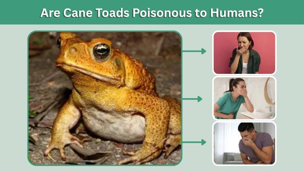 Are Cane Toads Poisonous to Humans?