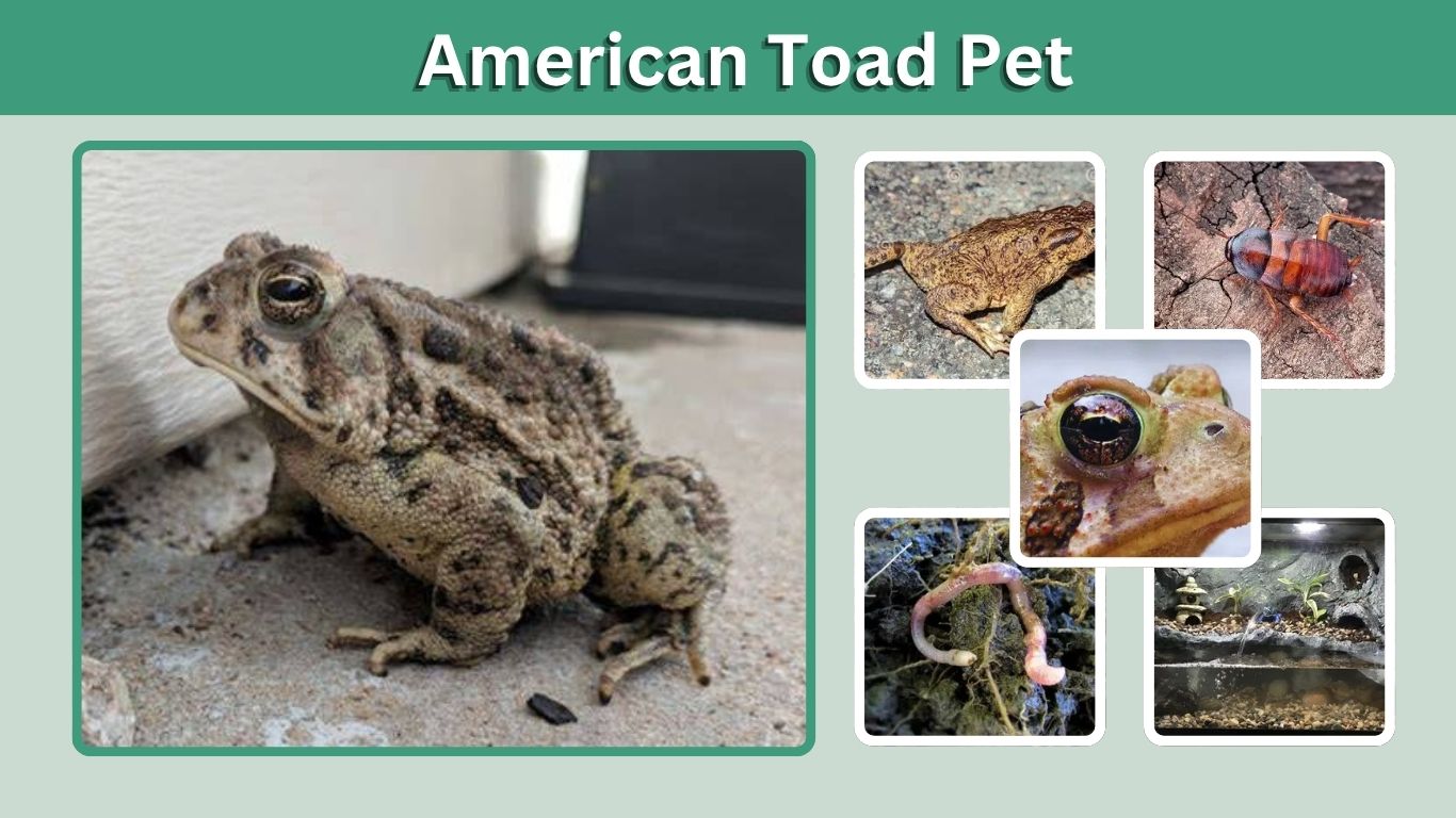 American Toad Pet: Care, Food, Tank and Handling GuideAmerican Toad Pet: Care, Food, Tank and Handling GuideAmerican Toad Pet: Care, Food, Tank and Handling Guide