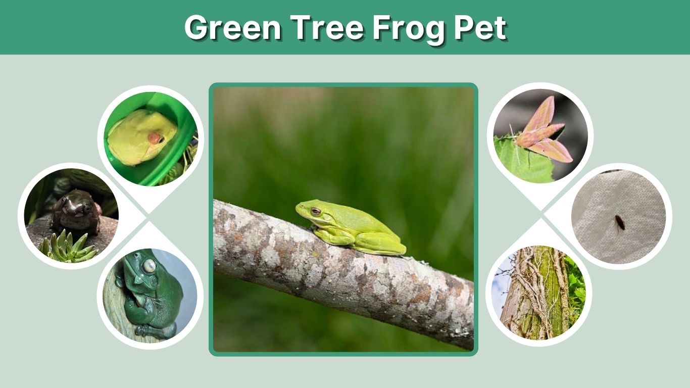 Green Tree Frog Pet: Care, Habitat, Food, and Beginner Guide