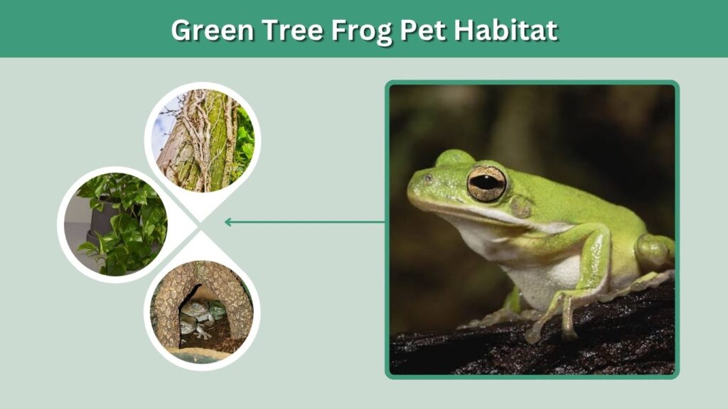 Green Tree Frog Pet Habitat