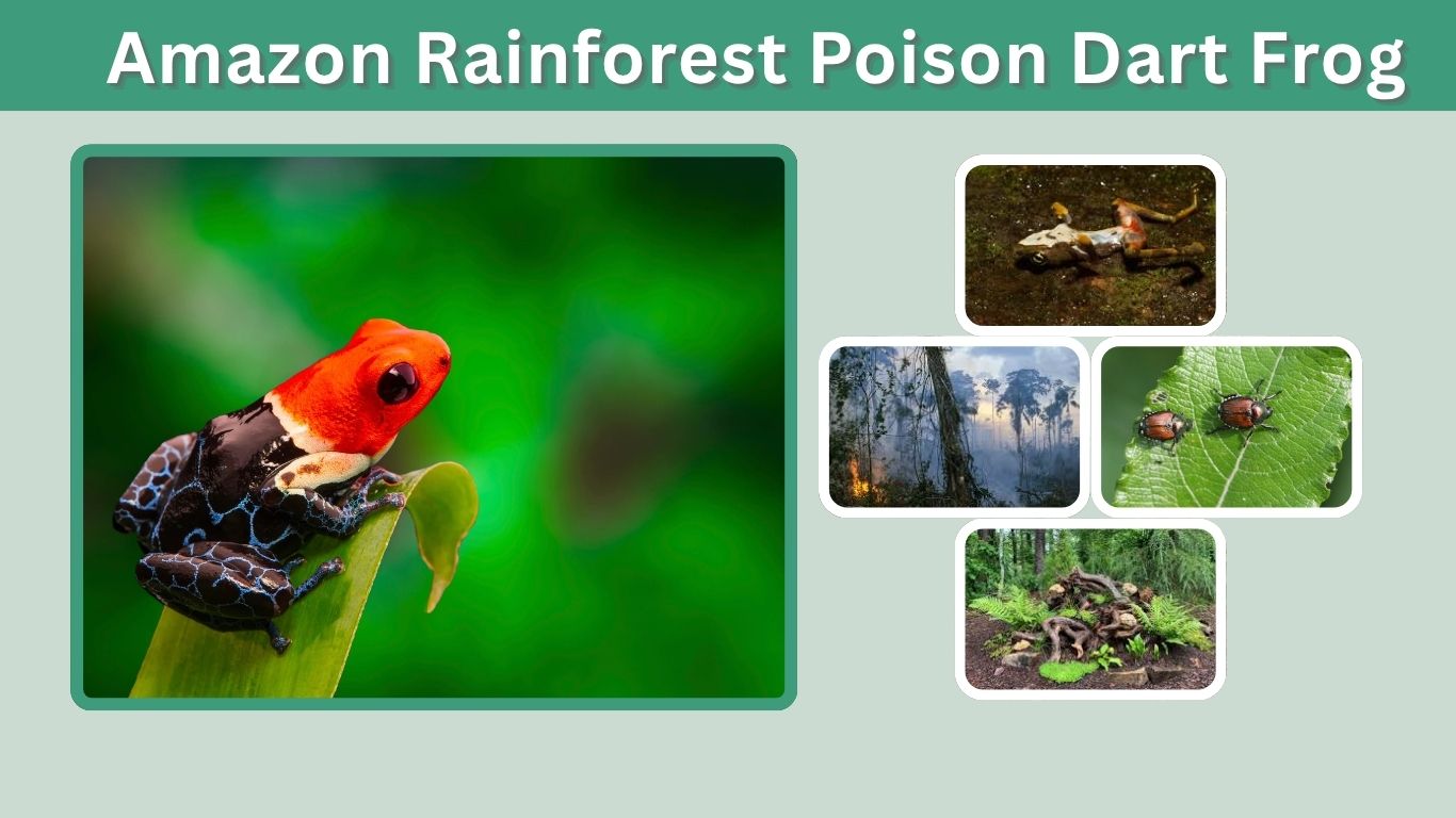 Amazon Rainforest Poison Dart Frog Facts and Habitat