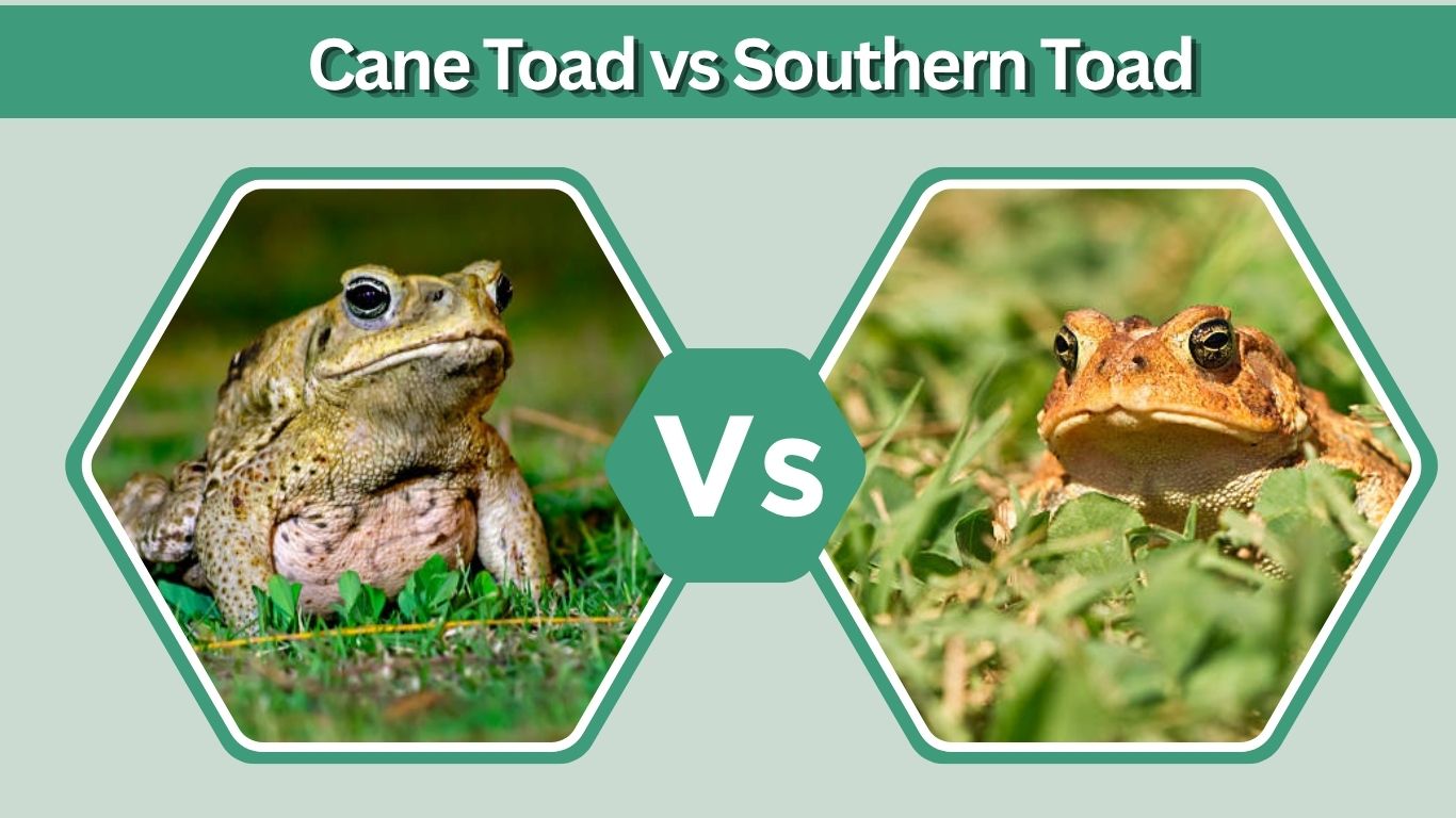Cane Toad vs Southern Toad: How to Tell Them Apart