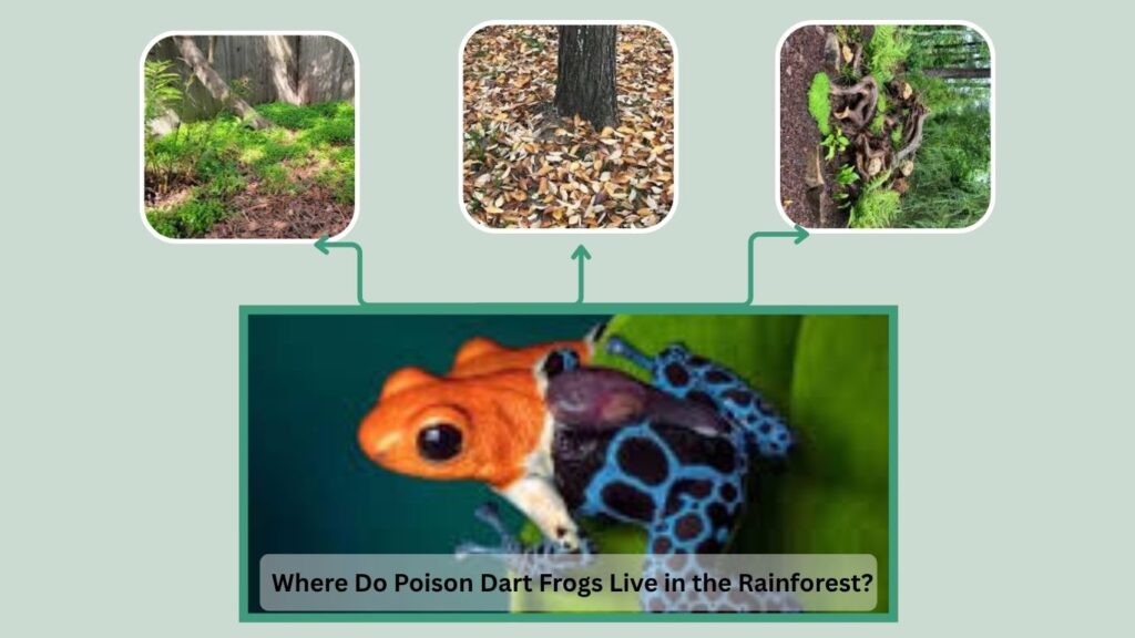 Where Do Poison Dart Frogs Live in the Rainforest?