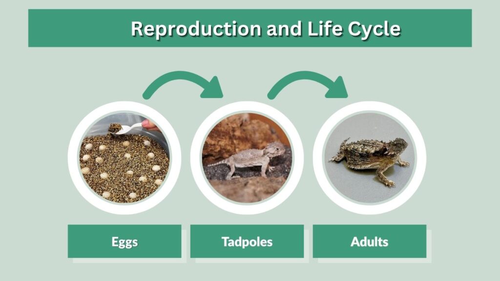 Reproduction and Life Cycle