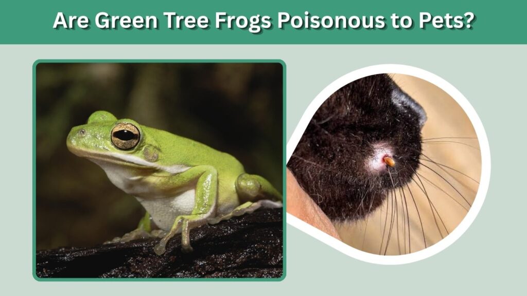 Are Green Tree Frogs Poisonous to Pets?