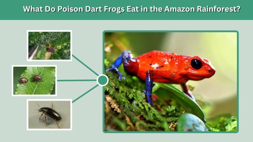 What Do Poison Dart Frogs Eat in the Amazon Rainforest?