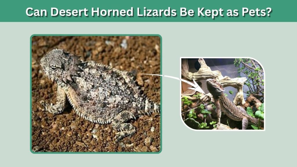 Can Desert Horned Lizards Be Kept as Pets?