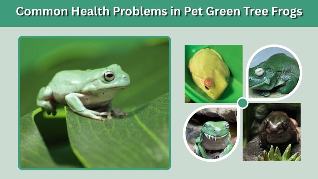 Common Health Problems in Pet Green Tree Frogs