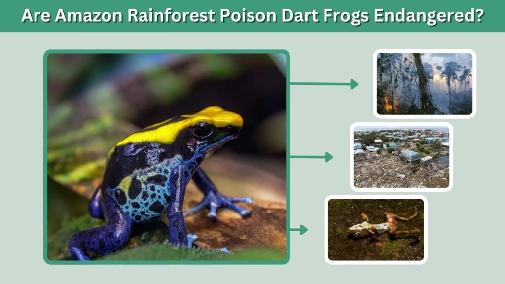 Are Amazon Rainforest Poison Dart Frogs Endangered?