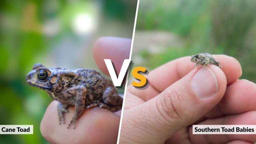 Cane Toad vs Southern Toad Babies