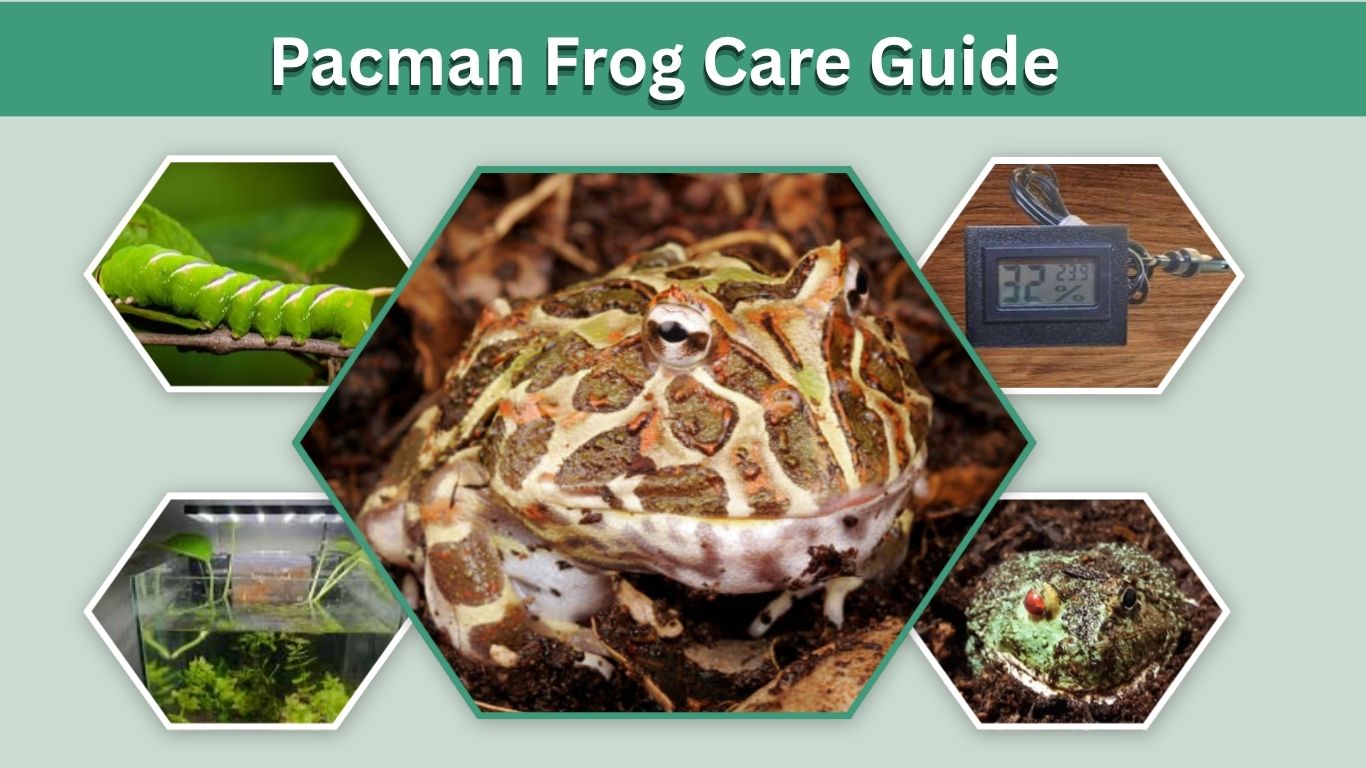 Pacman Frog Care Guide: Setup, Food and Tips