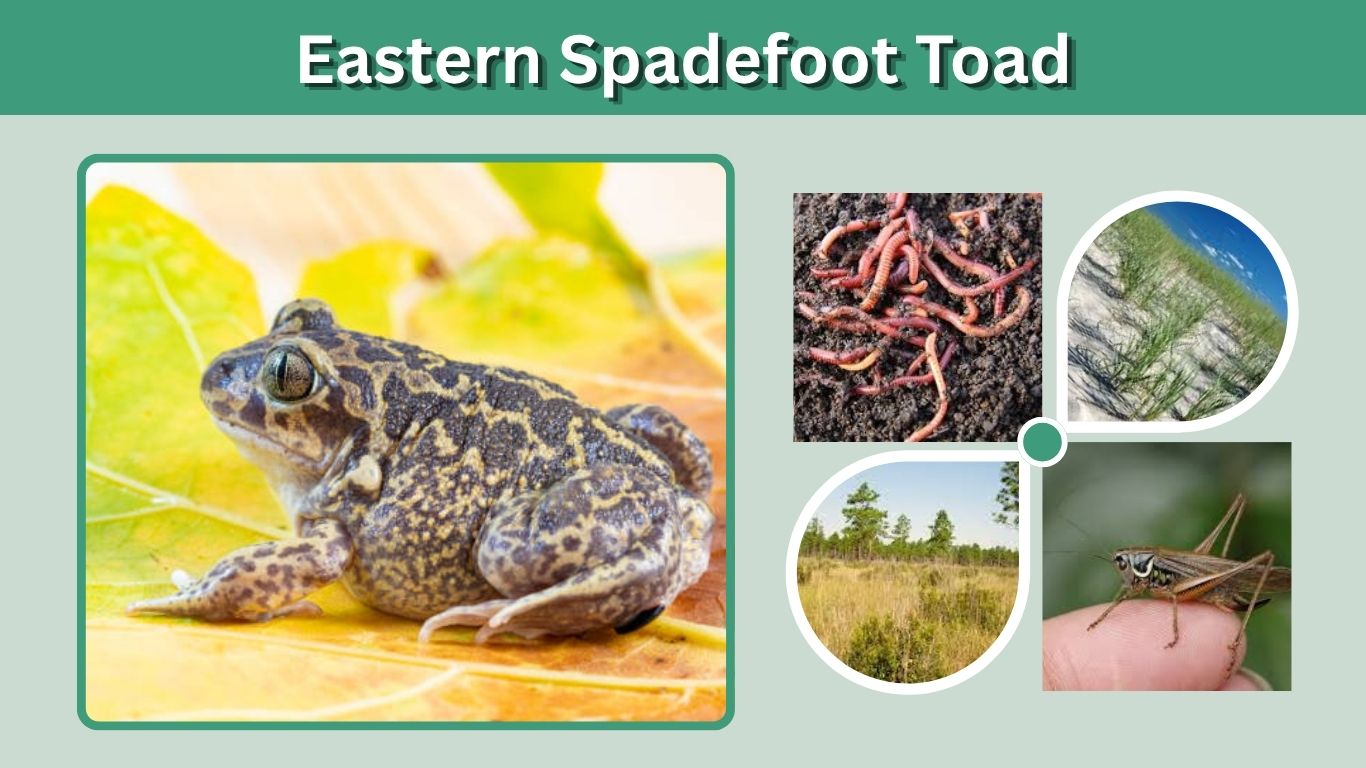 Eastern Spadefoot Toad: Id, Habitat, Diet, Range & Facts