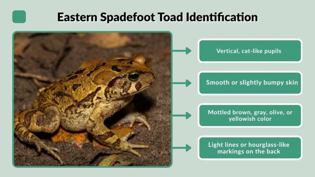 Eastern Spadefoot Toad Identification